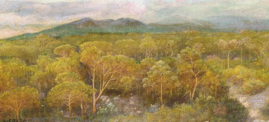 Ein sterbender Kuss im duftenden Pinienwald